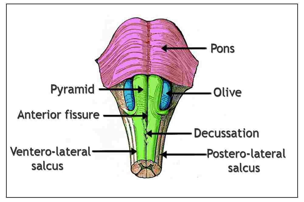 Medulla Oblongata - Len 