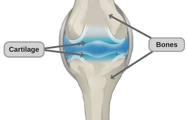 Cartilage between Long Bones - Len Academy