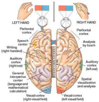 Right and Left Hemisheres of the Brain with Functions - Len Academy