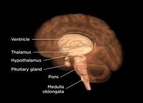 Thalamus, Hypothalamus and Pituitary Gland - Len Academy